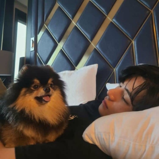 世界で愛されるbtsヴィの伴侶犬練炭が K Pop News Inside 世界で愛されるbtsヴィの伴侶犬練炭が K Pop News Inside